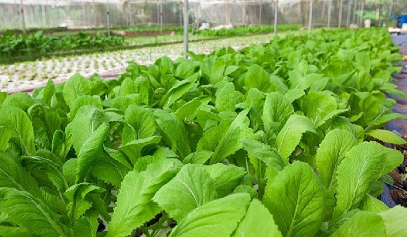 Màu xanh trường đoản cú nhiên, hoàn toàn có thể hơi đậm chút