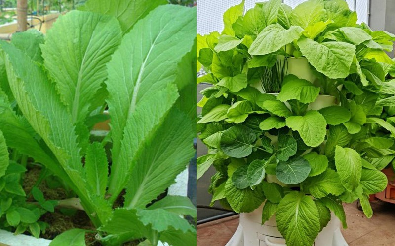 Phân biệt rau bình an (rau sạch) và rau hữu cơ