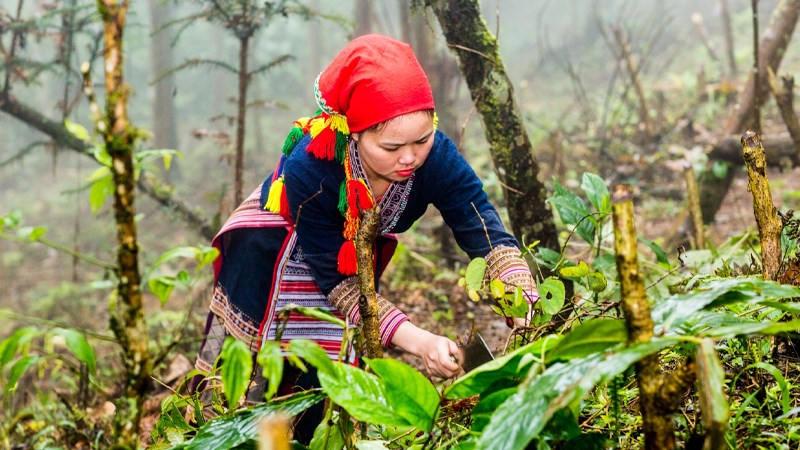 tục hái thuốc ngày tết đoan ngọ