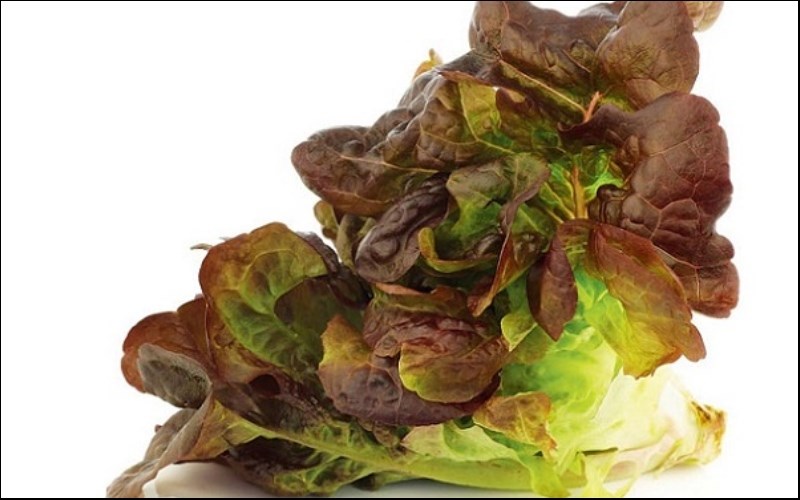 Xà lách Oak Leaf - xà lách lá sồi