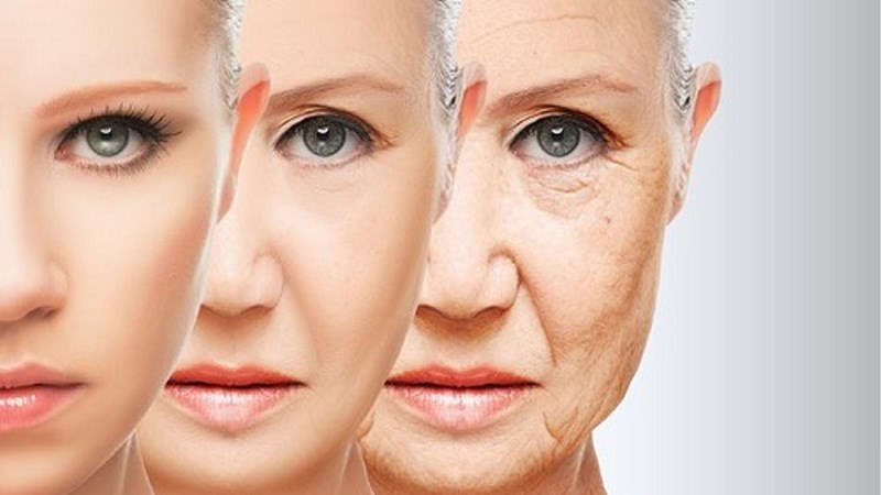 Lá bồ công anh giàu các chất chống oxy hóa