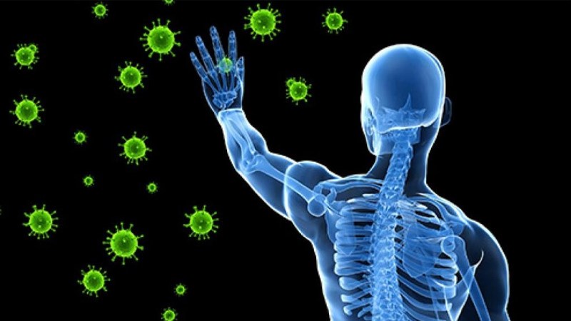 Lá bồ công anh cải thiện hệ miễn dịch