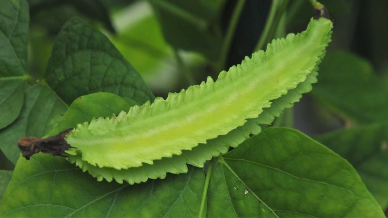 Đậu rồng