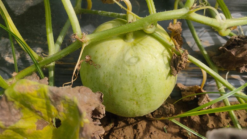 dưa lê ngon có hương thơm tự nhiên