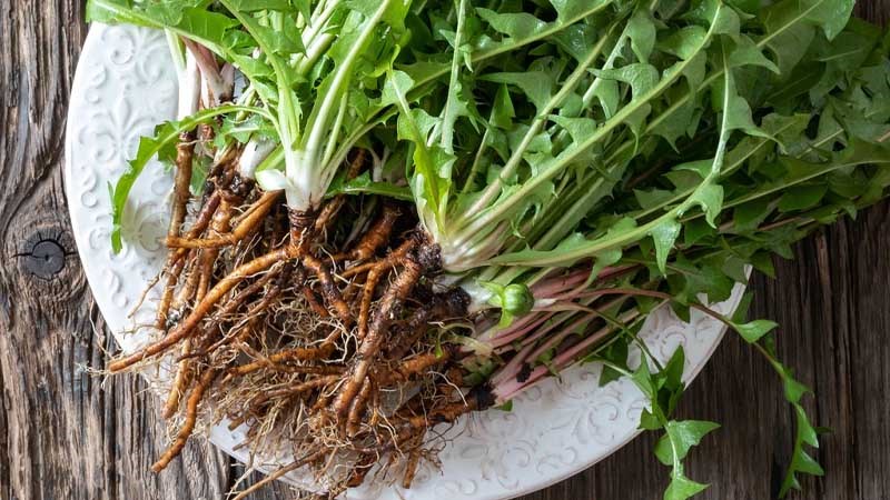 Thông tin về rễ cây bồ công anh
