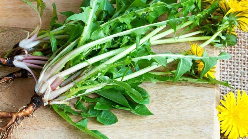 Rễ bồ công anh giàu chất xơ