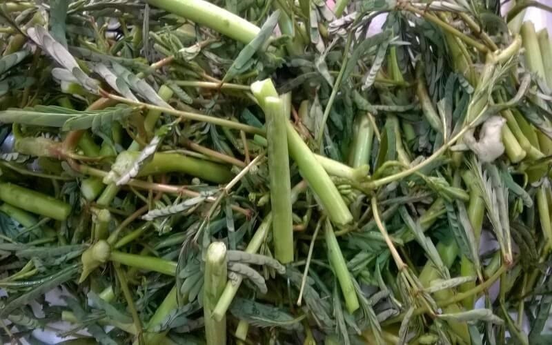 Ăn rau nhút tất cả tác dụng gì?