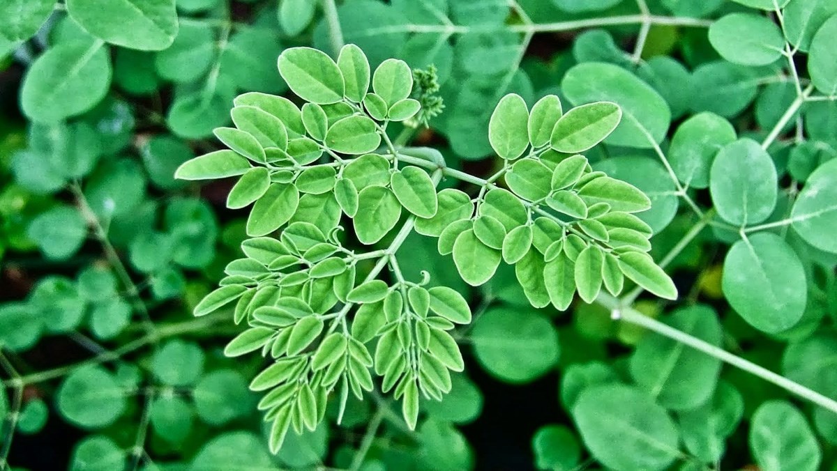 Tác dụng của cây chùm ngây