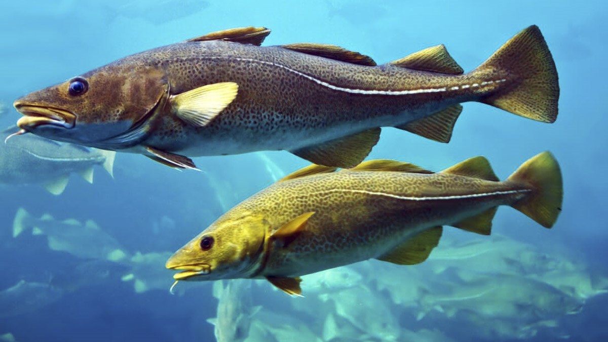 Tìm hiểu cod fish là cá gì và giá trị dinh dưỡng của nó