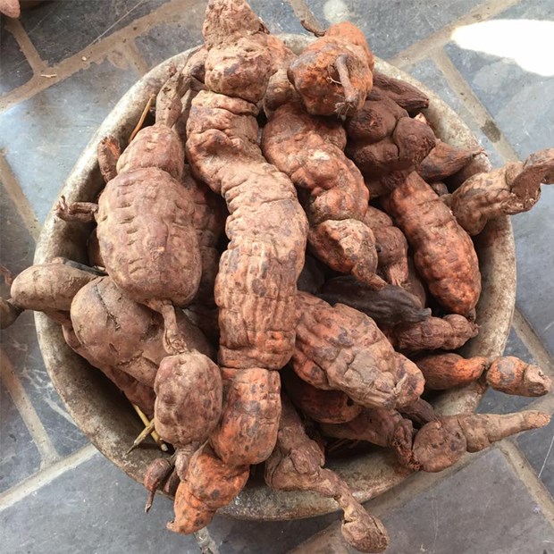 Hà thủ ô bao gồm tác dụng gì