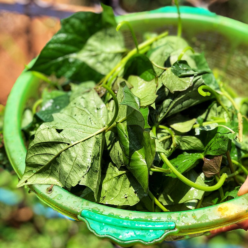 Bước 1 Sơ chế nguyên liệu Canh rau lang nấu tôm