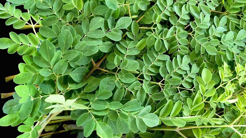 chùm nkhiến là gì