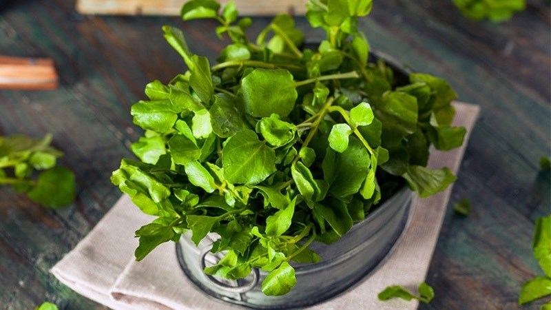 Mua rau cải xoong Nhật ở đâu, giá bao nhiêu?