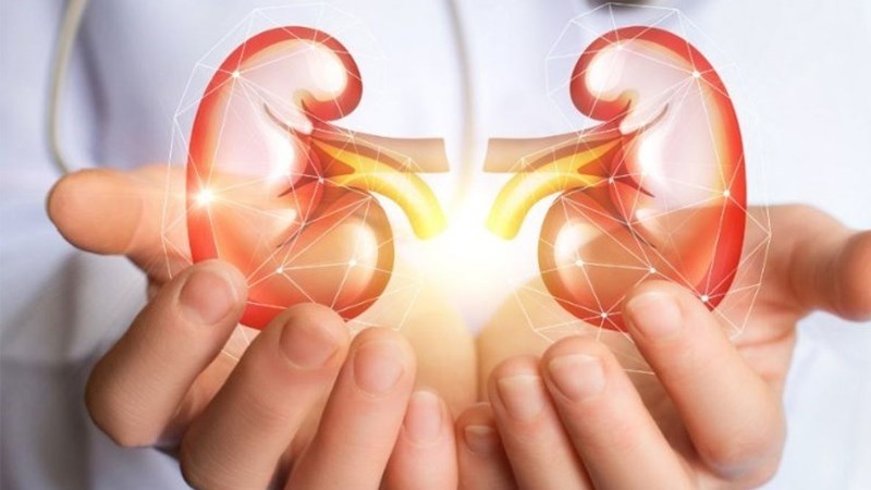 Bảo vệ gan, dự phòng sỏi thận
