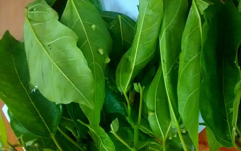 Thông tin về lá sung
