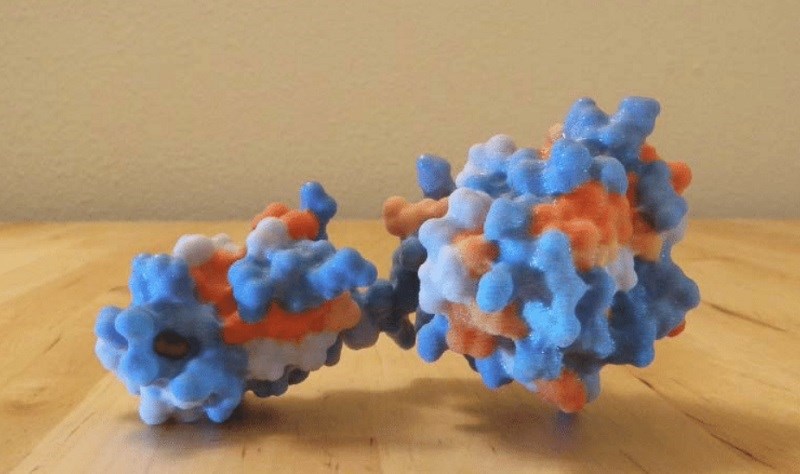 Protein - Chất đạm là gì?