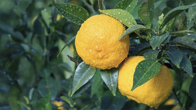 Yuzu