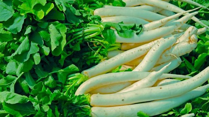 Lá củ cải White tải ngơi nghỉ đâu?
