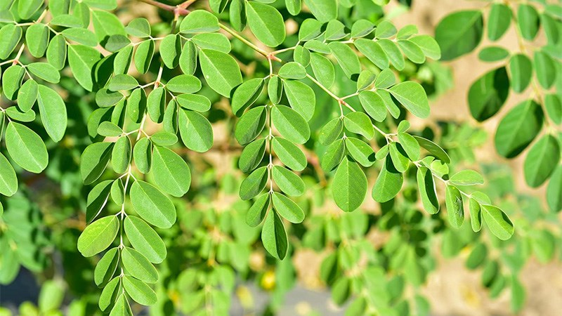 Không ăn quá nhiều chùm ngây