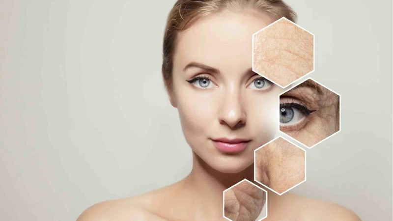 Cây chùm ngây giàu chất chống oxy hoá