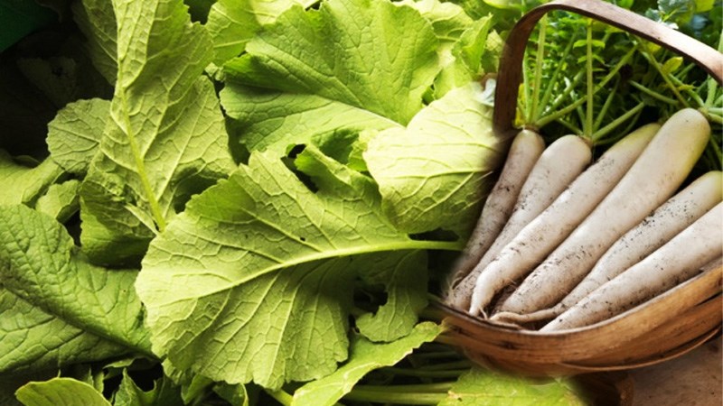 Lá củ cải white bao gồm ăn uống được không?