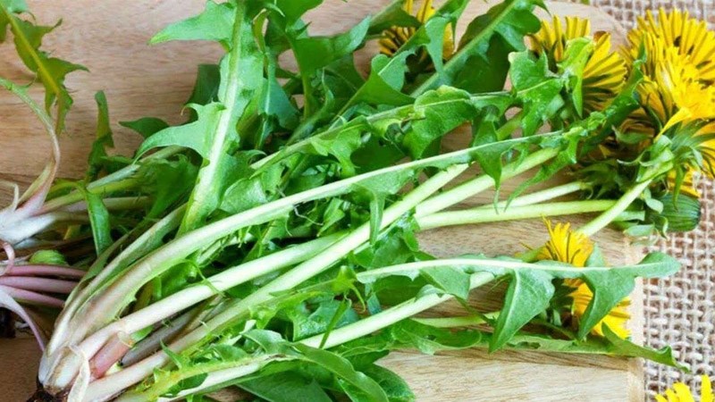 Những người không nên dùng lá bồ công anh