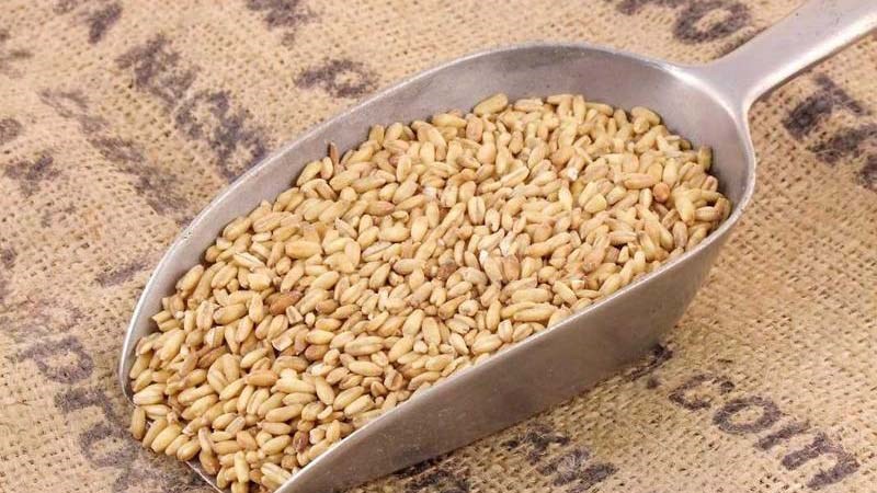 Yến mạch nguyên phân tử (Whole oat groats)