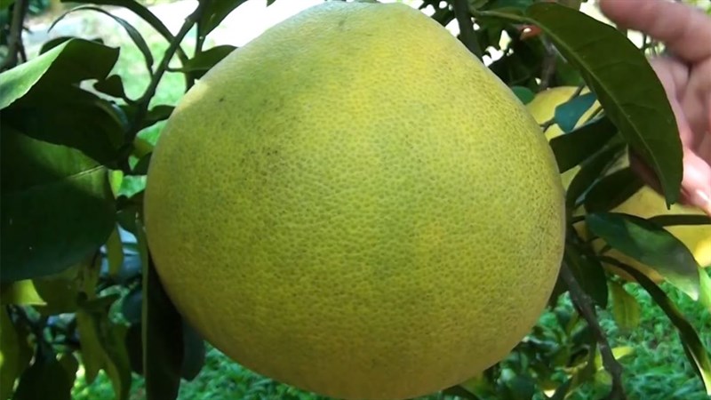 Nguyên liệu món ăn nước vỏ bưởi