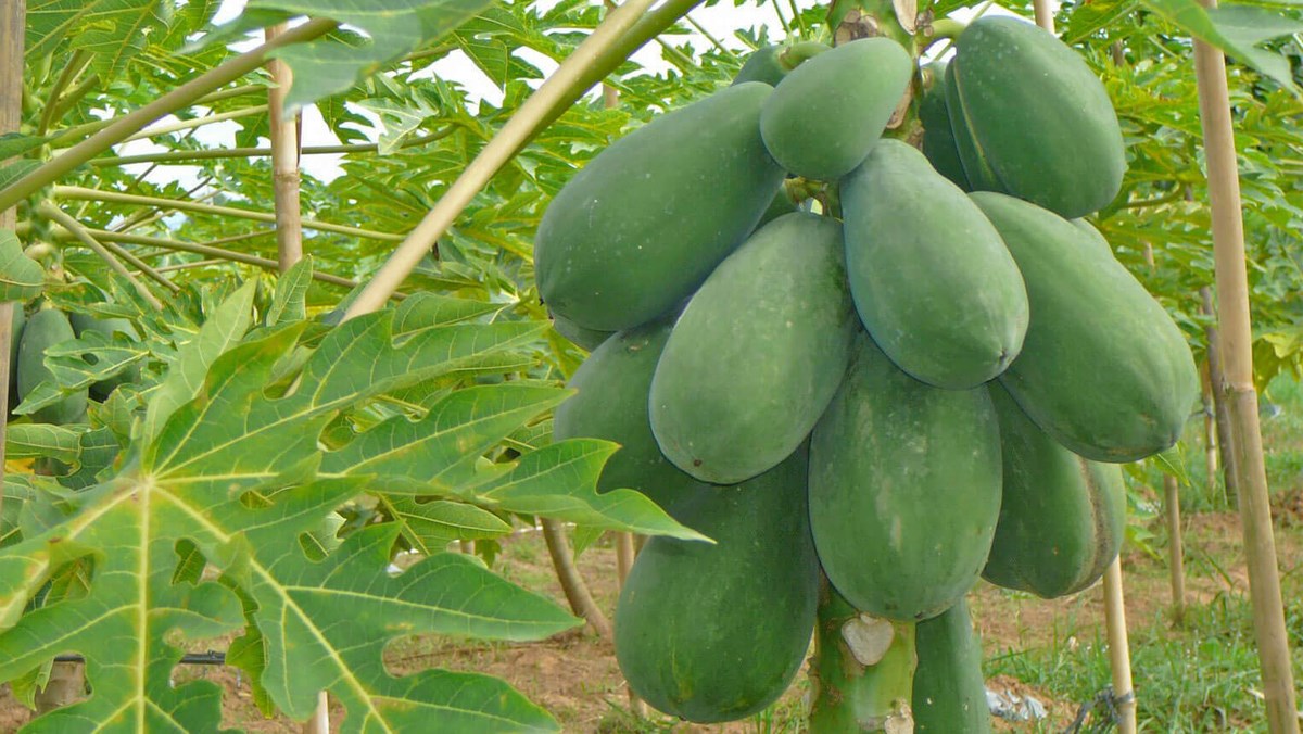 Đu đủ xanh có tác dụng gì? Tác dụng và tác hại của quả đu đủ xanh