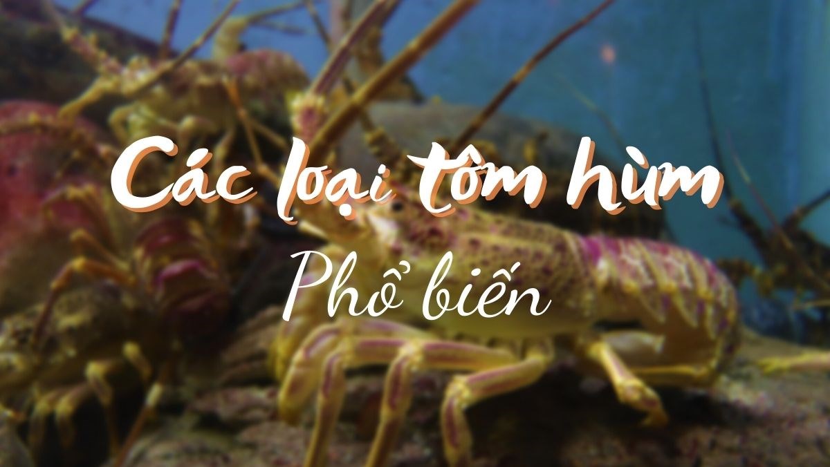 các loại tôm hùm