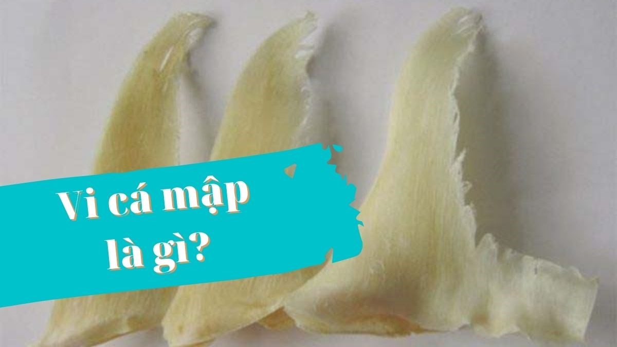 cách nấu vi cá mập