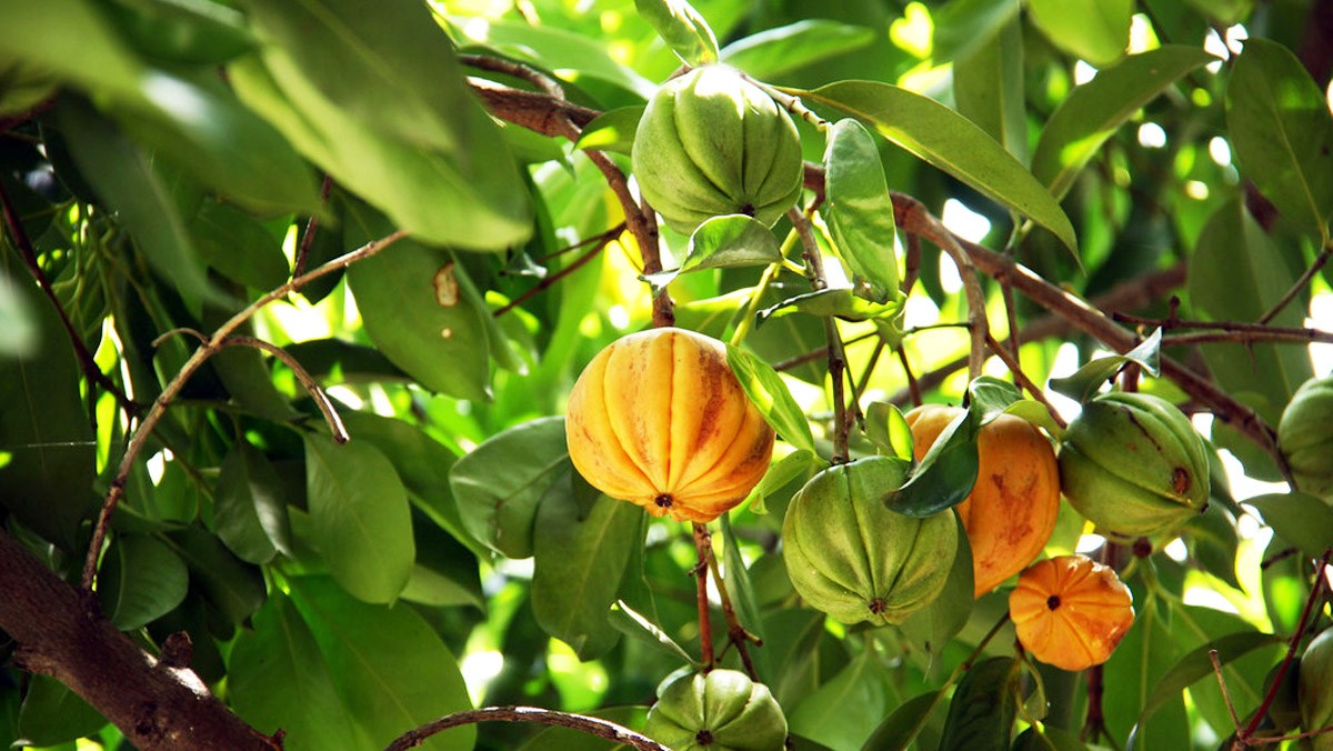 10 loại trái cây độc lạ tại Việt Nam