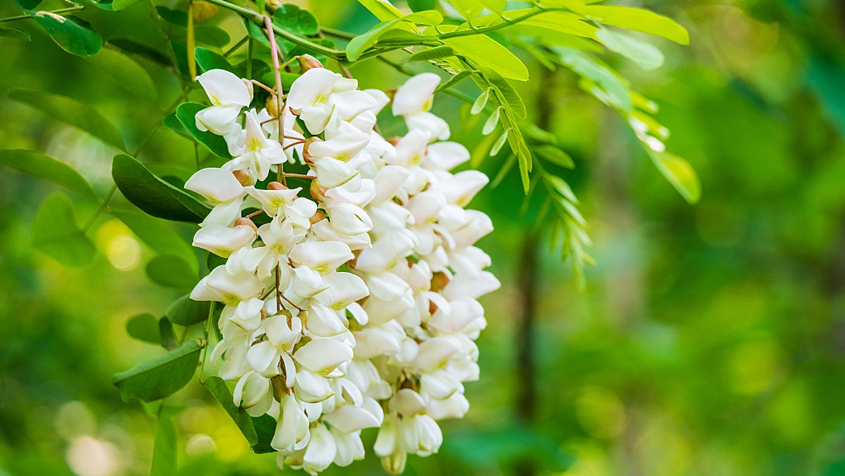 Tác dụng của hoa hò