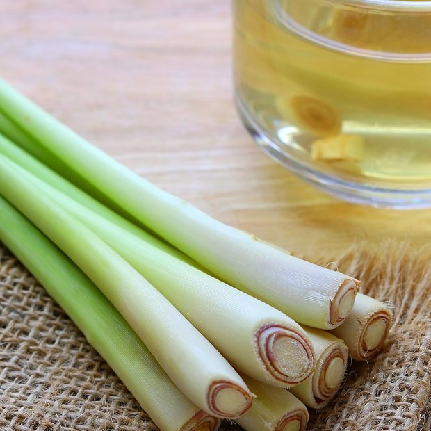 14 tác dụng của nước sả