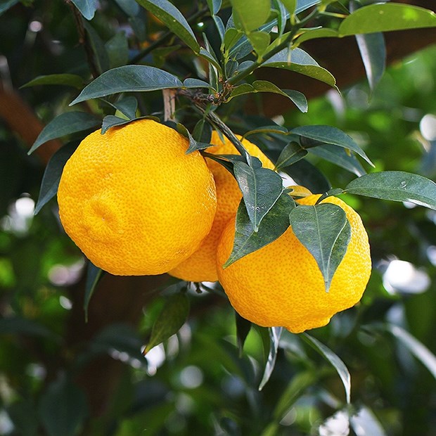 Quả yuzu là quả gì?