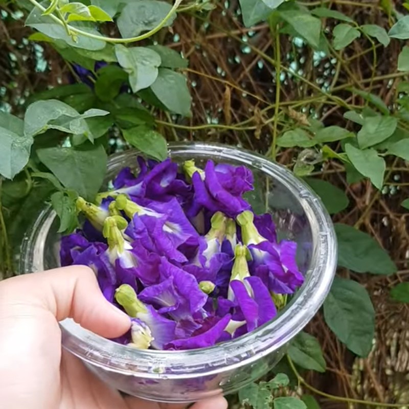 Bước 1 Ngâm hoa đậu biếc với sữa tươi Kem hoa đậu biếc sữa