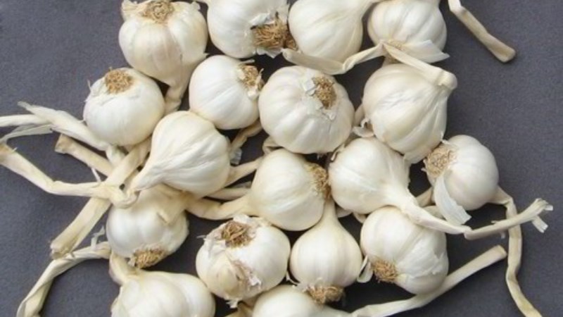 Tỏi Lý Sơn