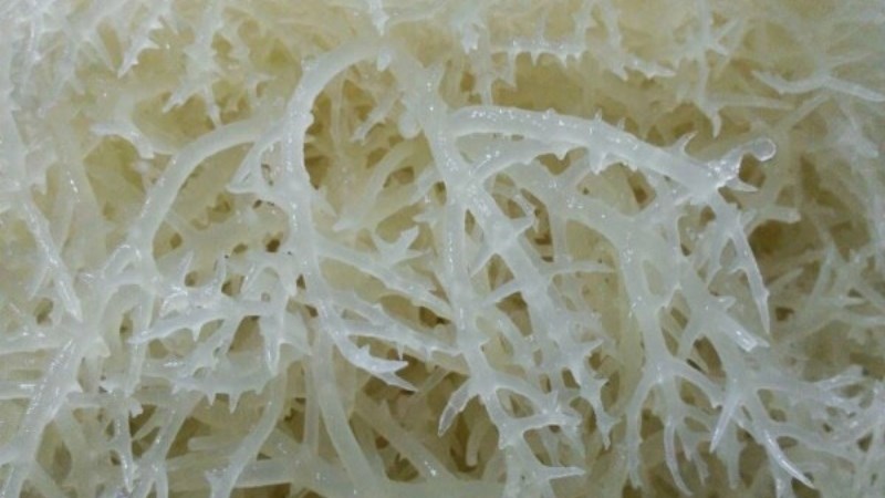 Rau câu chân vịt