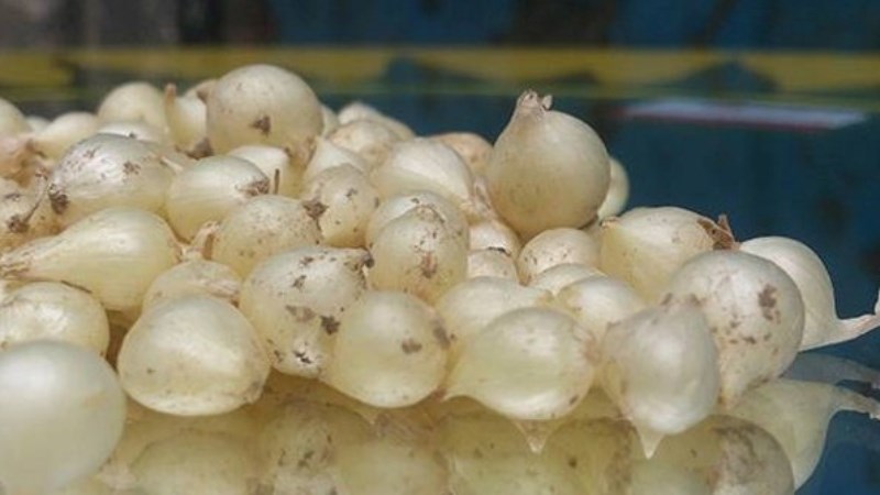 Củ nén