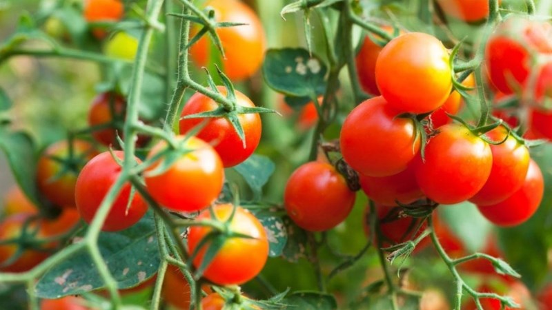 Cà chua bi - cherry tomato là gì?