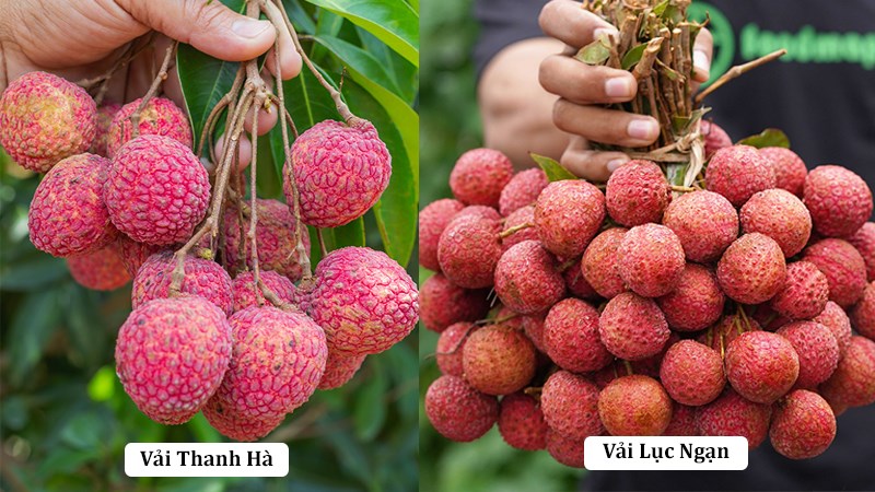 Kích thước của vải Thanh Hà và vải Lục Ngạn