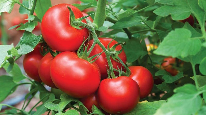 Cách lựa chọn mua cà chua tươi ngon