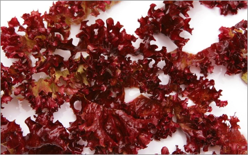 Rong Dulse đỏ