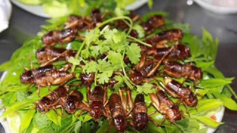 Dế mèn chiên - Yên Bái
