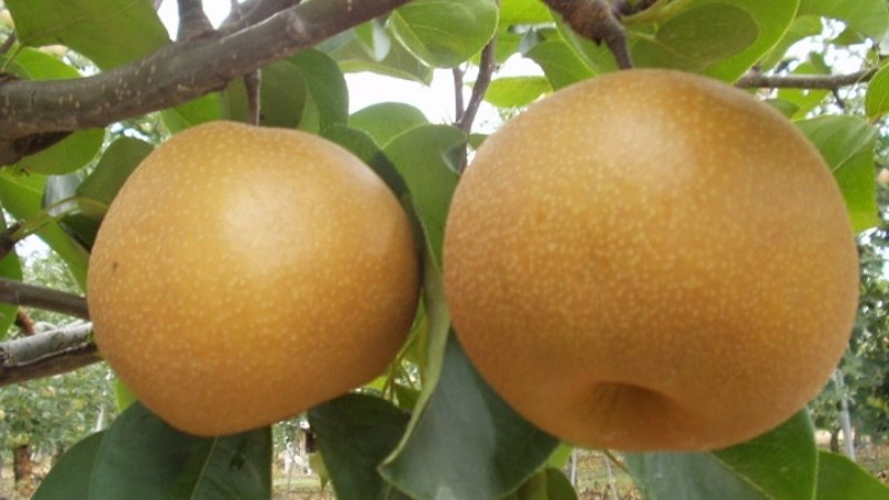 Mắc cọp