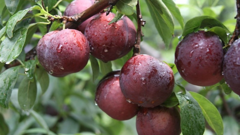 Mận