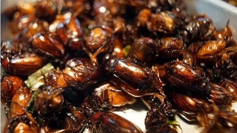 Bọ Rầy Bảy núi