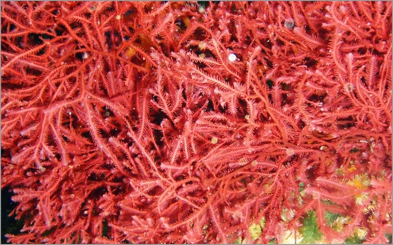 Rong Carrageenan