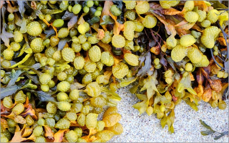 Rong Bladderwrack
