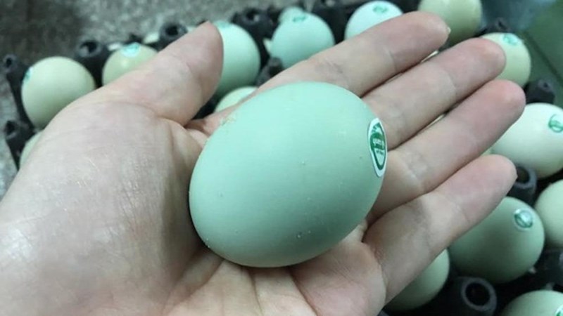 Trứng gà vỏ xanh
